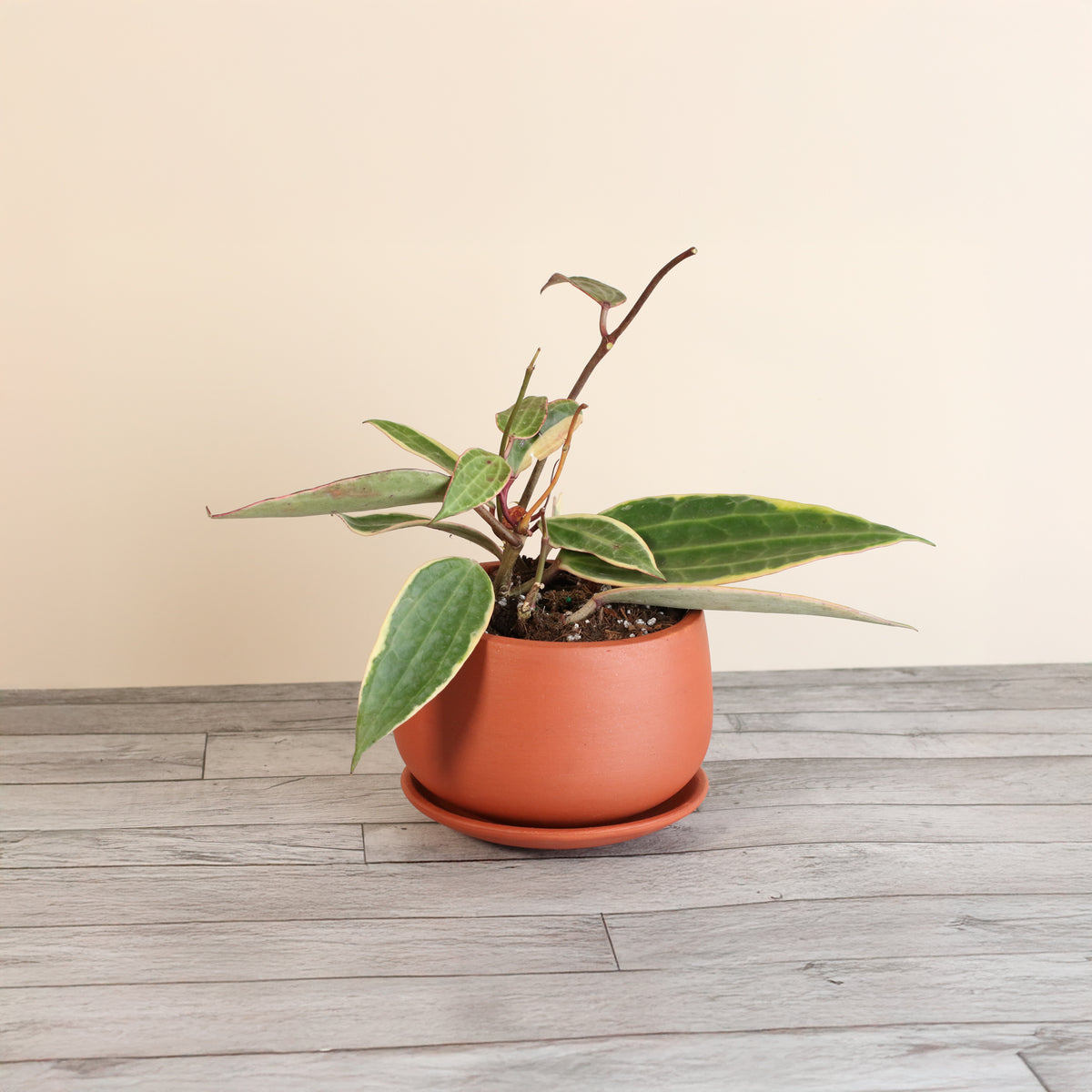 Hoya Macrophylla Variegated