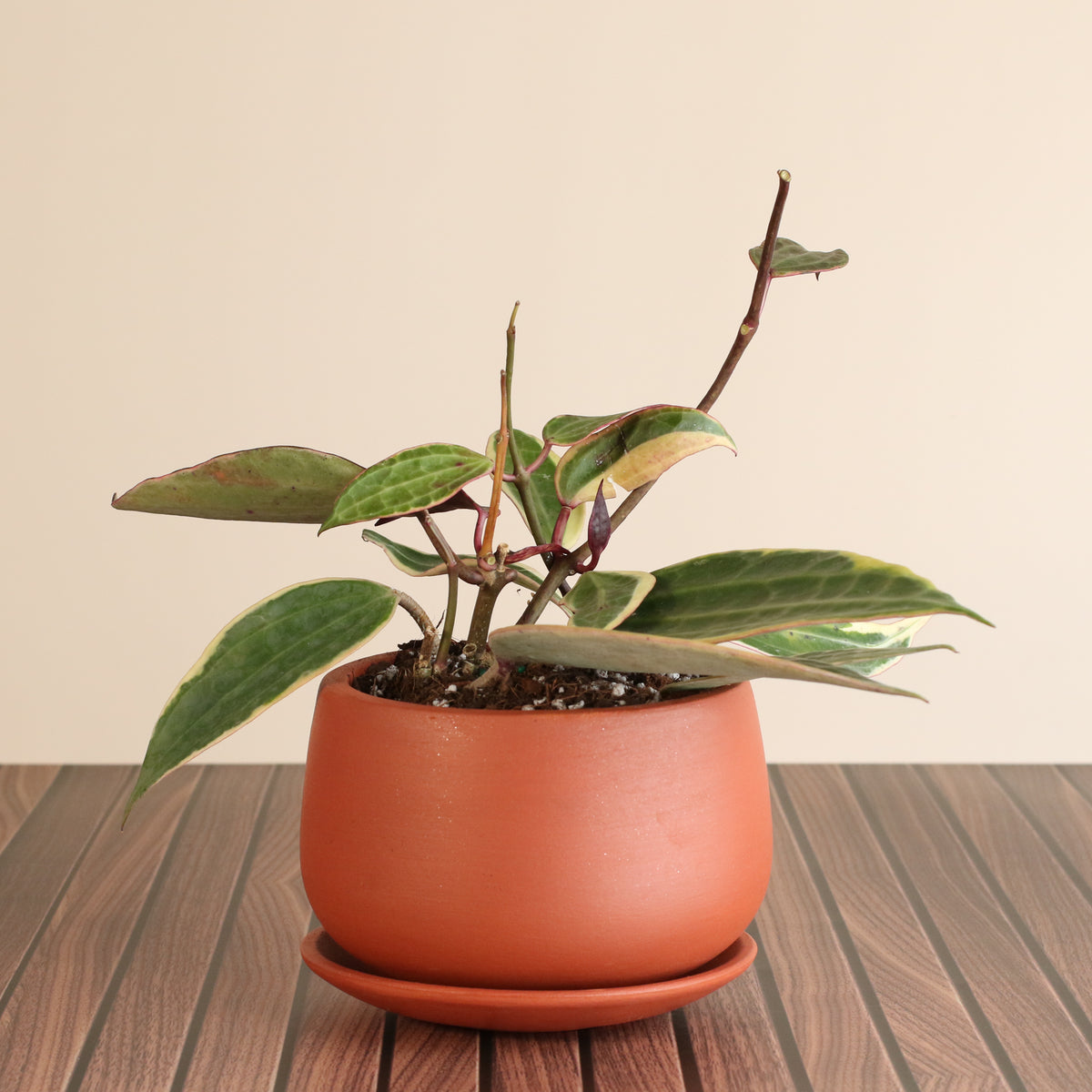 Hoya Macrophylla Variegated