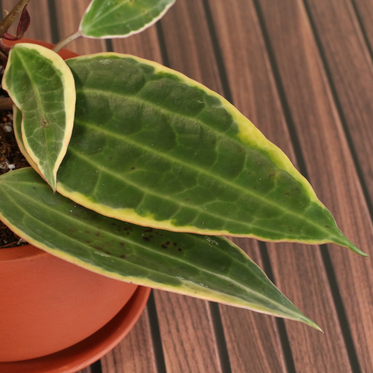 Hoya Macrophylla Variegated Leaf