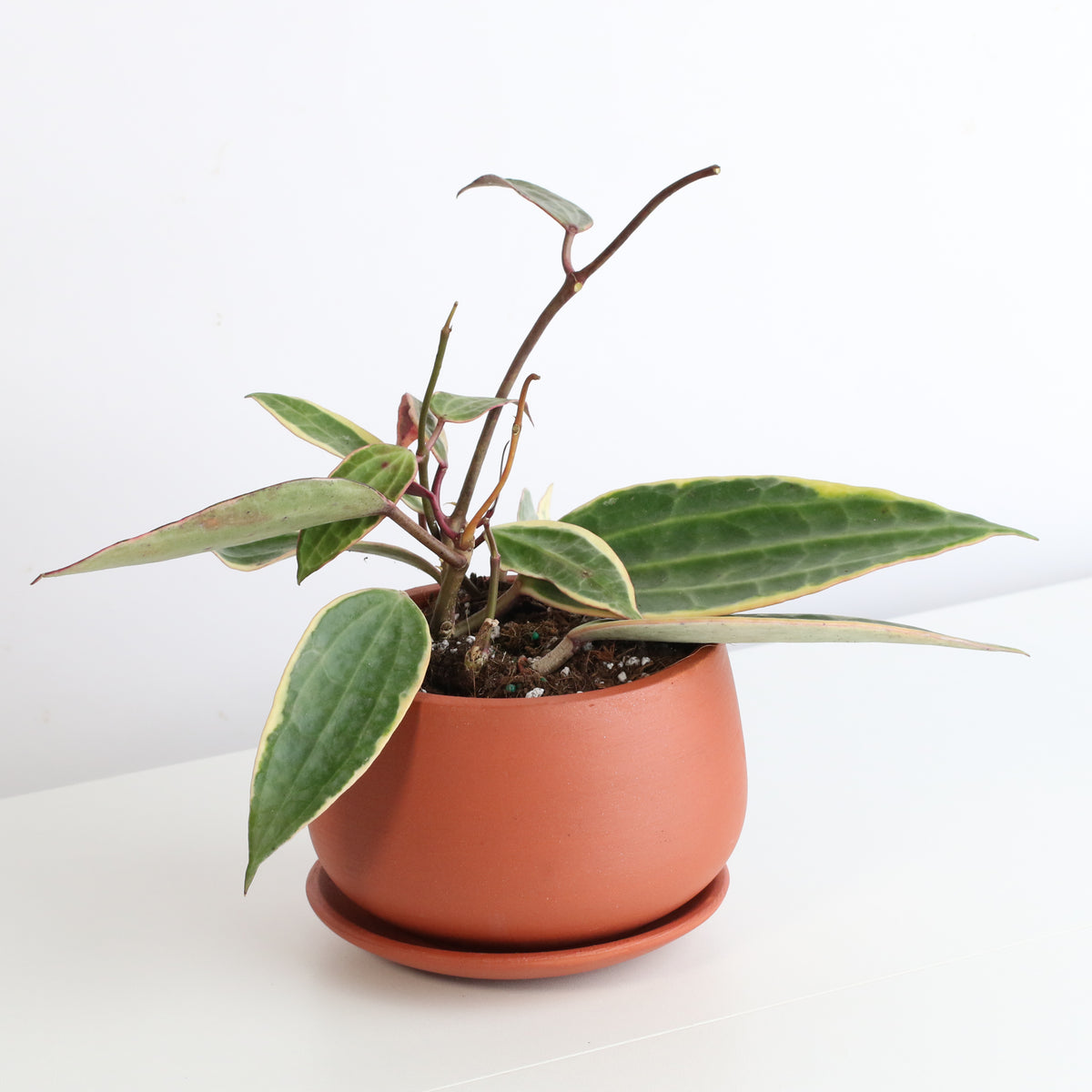 Hoya Macrophylla Variegated