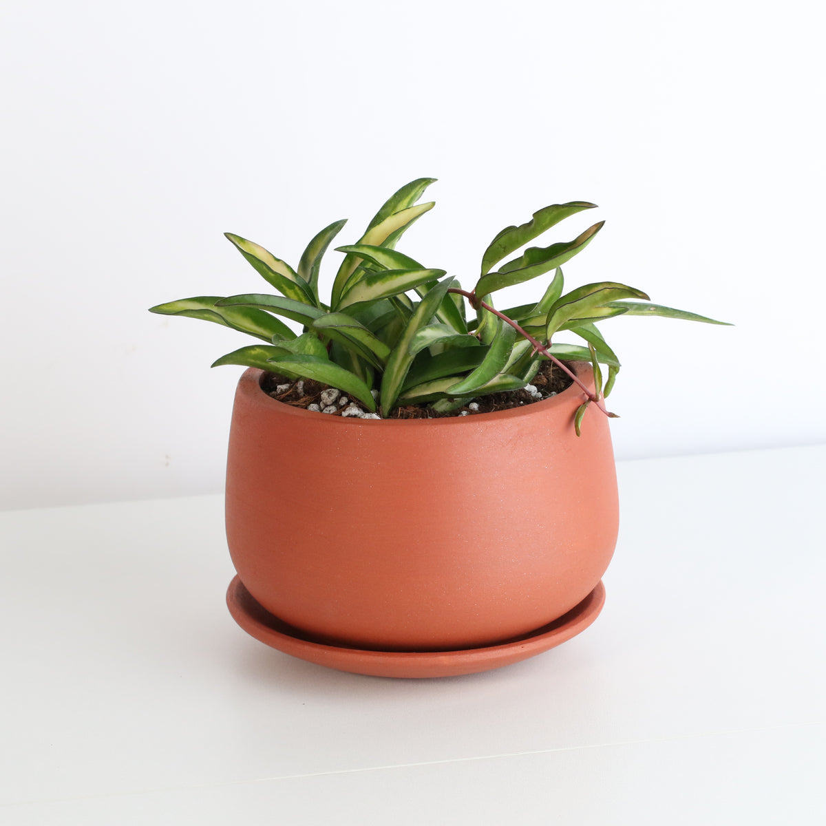 Hoya Wayetii Tricolor