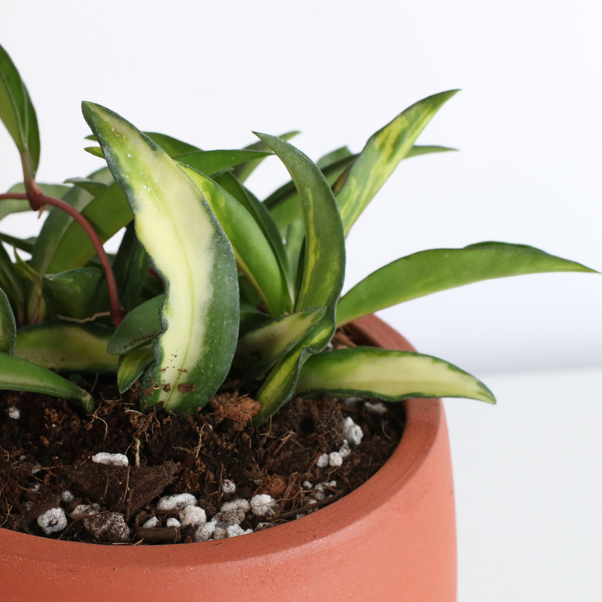 Hoya Wayetii Tricolor