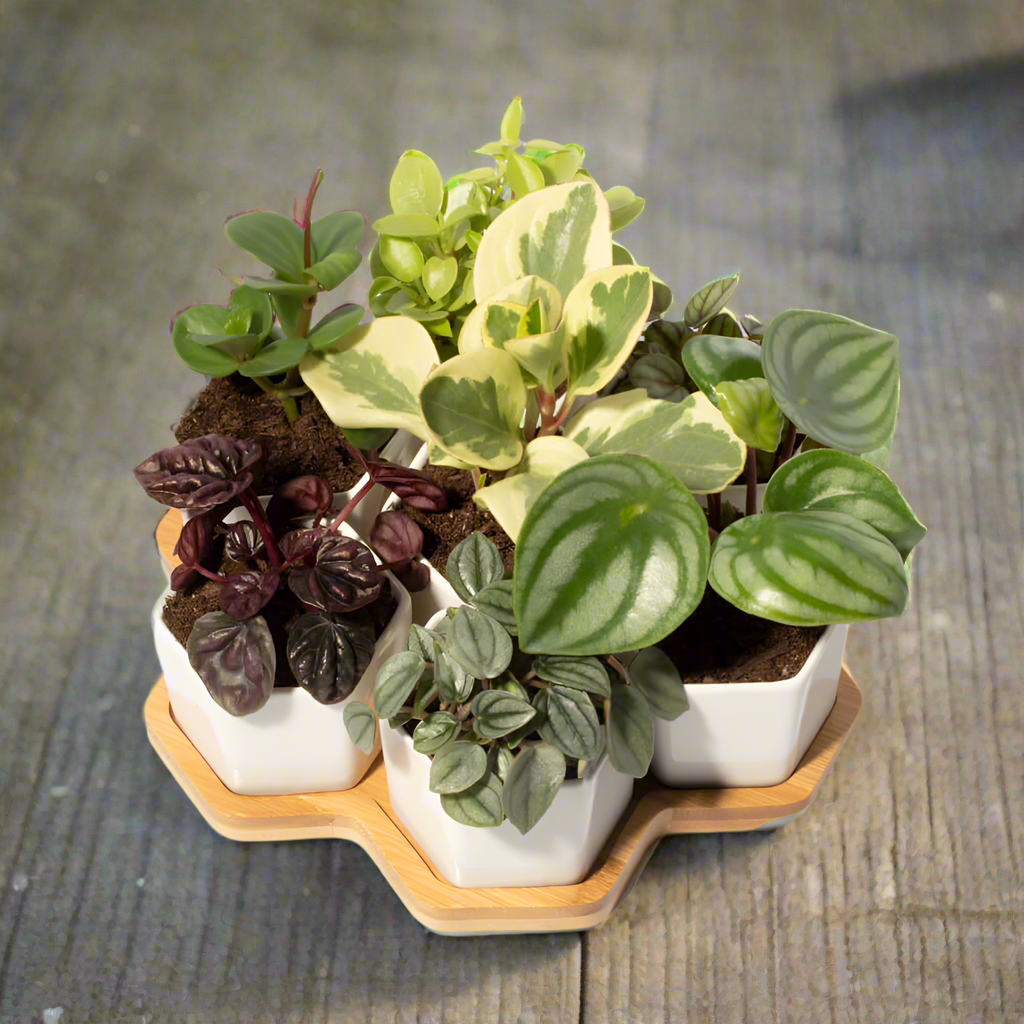 Grower's Choice Honeycomb 8 Piece Planter Set