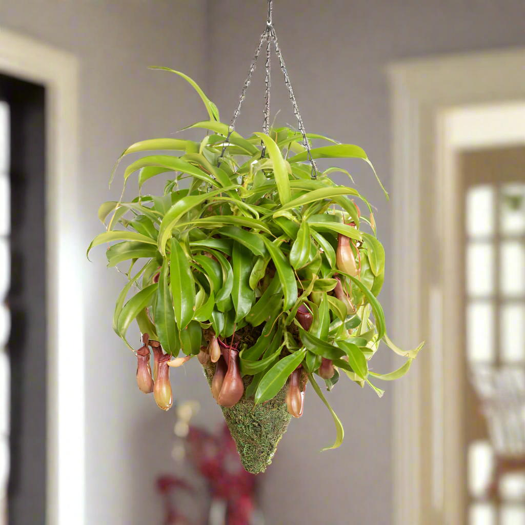 Green Moss Ball Hanging Cone Basket Triangle Planter