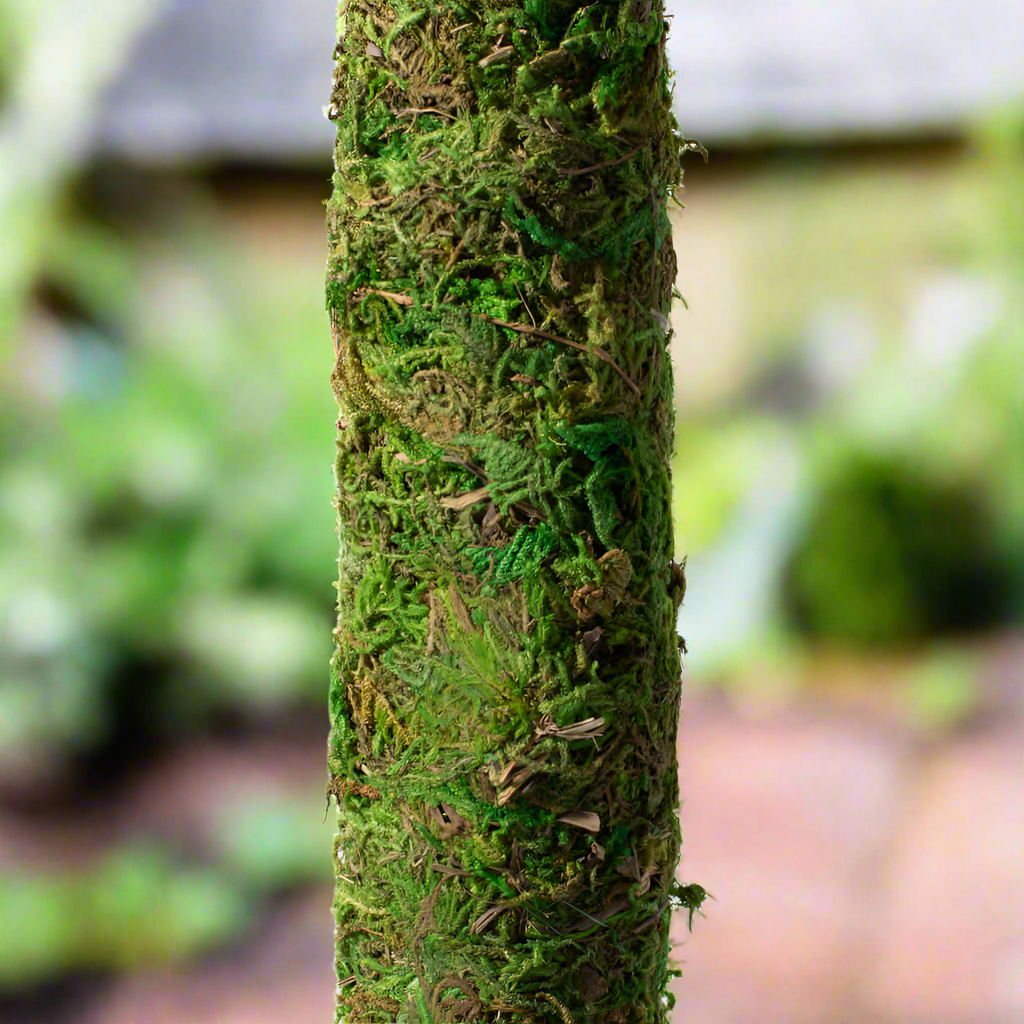 Moss Pole Green