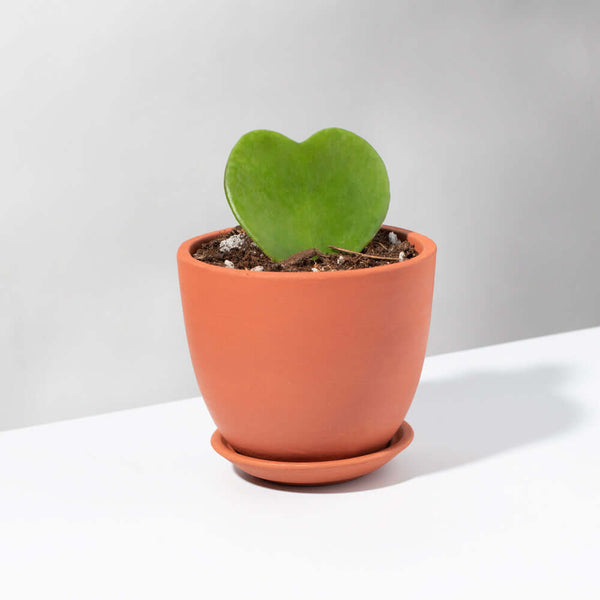 Hoya Kerrii 'Hearts' Sweetheart Valentine Plant - Verdant Lyfe