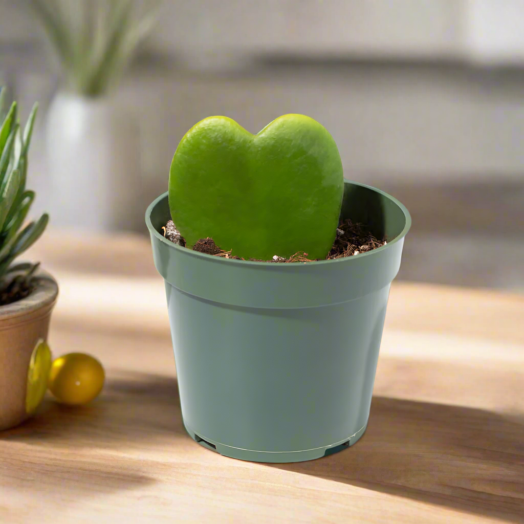 Hoya Kerrii 'Hearts' Sweetheart Valentine Plant