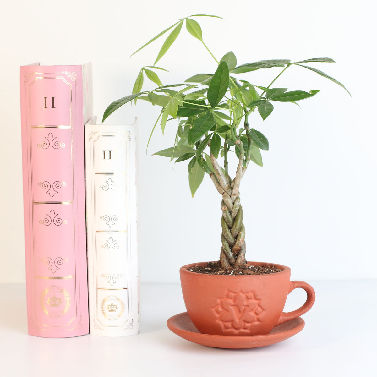 Lucky Braided Money Tree Plant