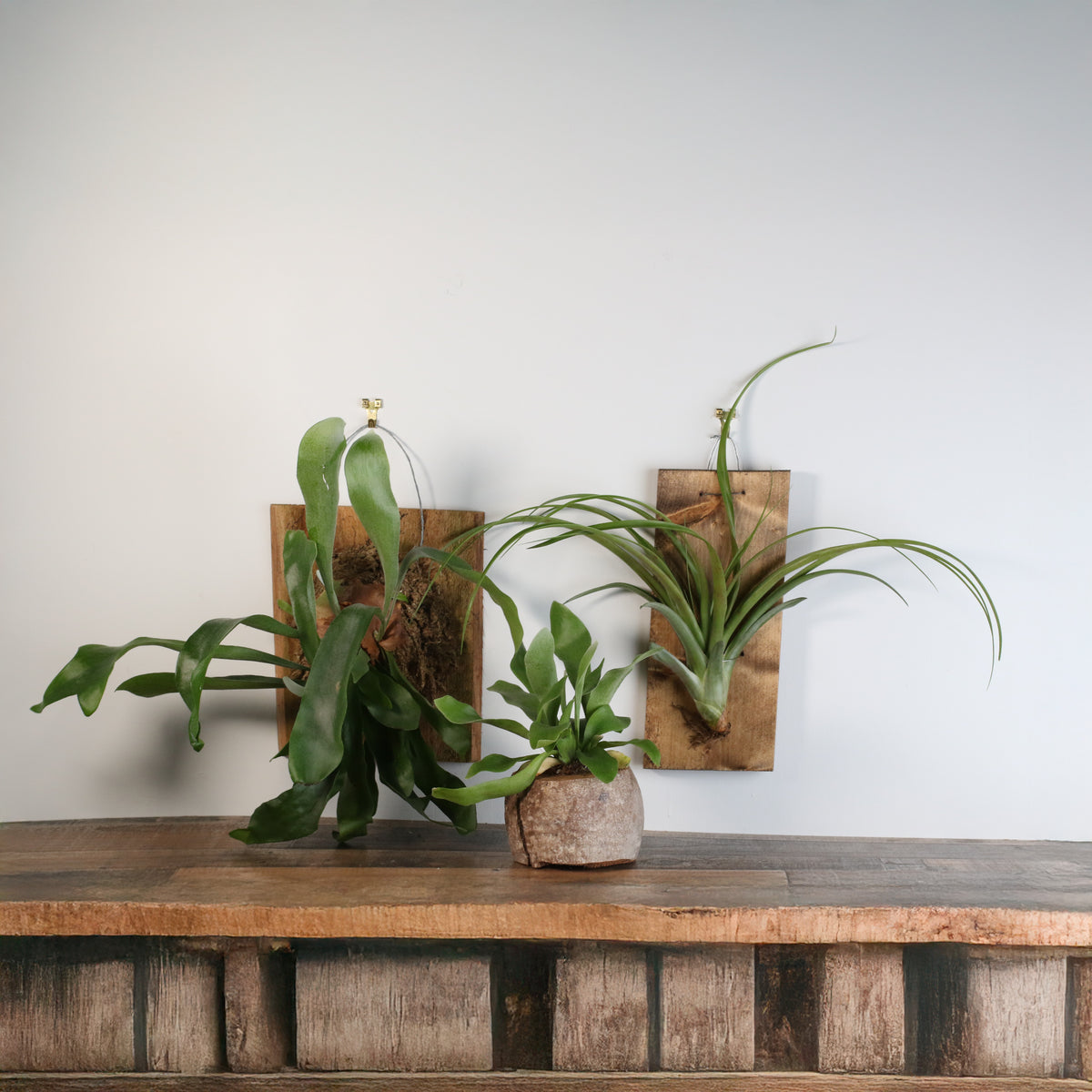 Staghorn Fern