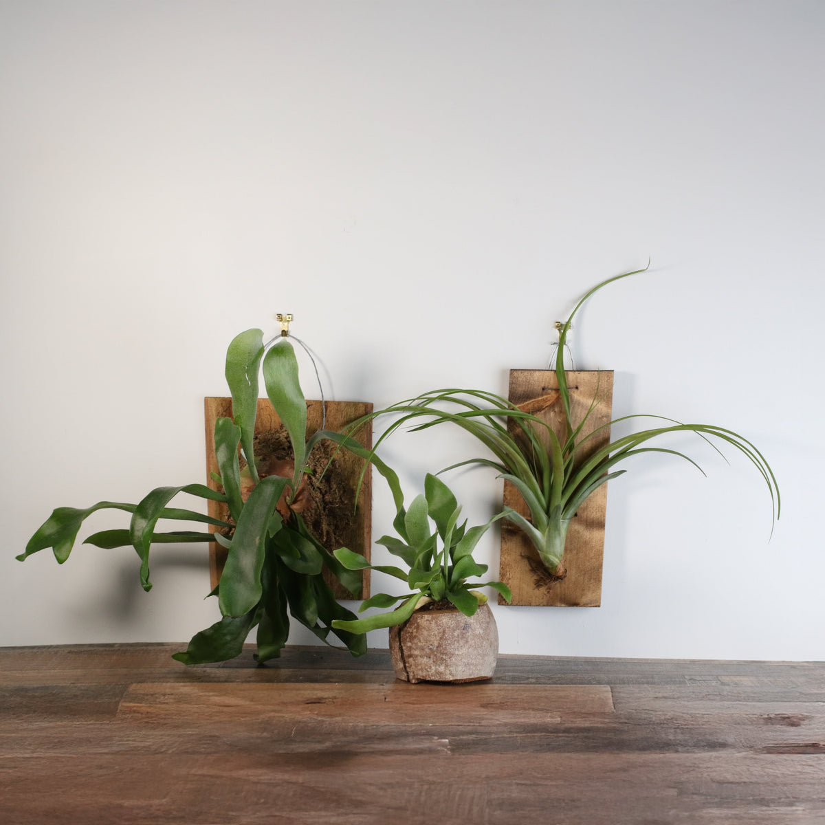 Staghorn Fern