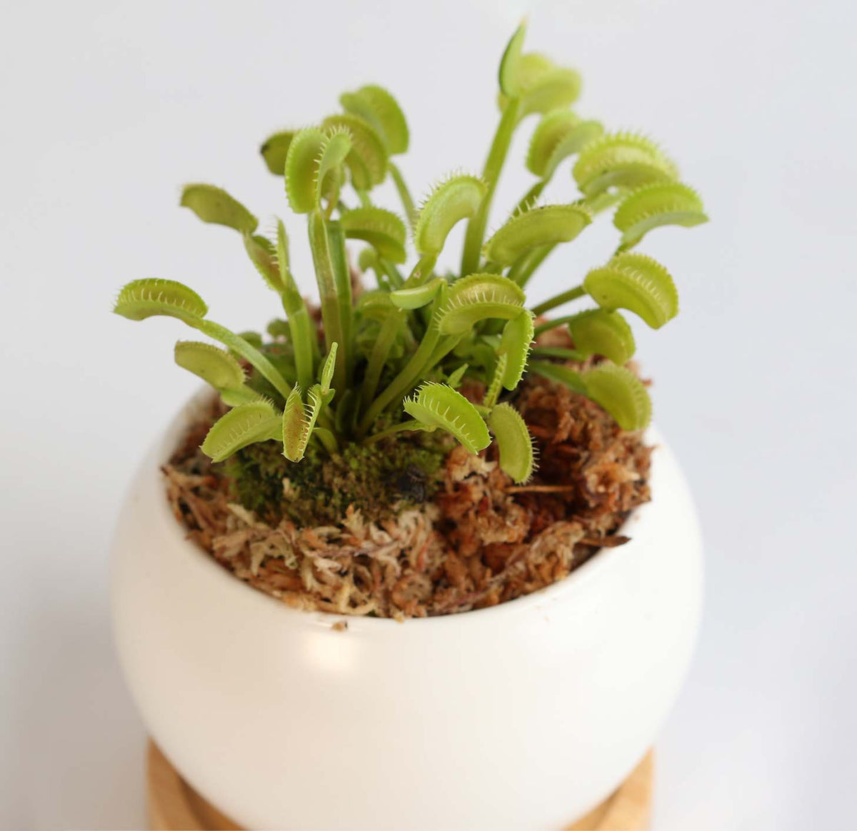 Green Venus Flytrap Carnivorous Plant