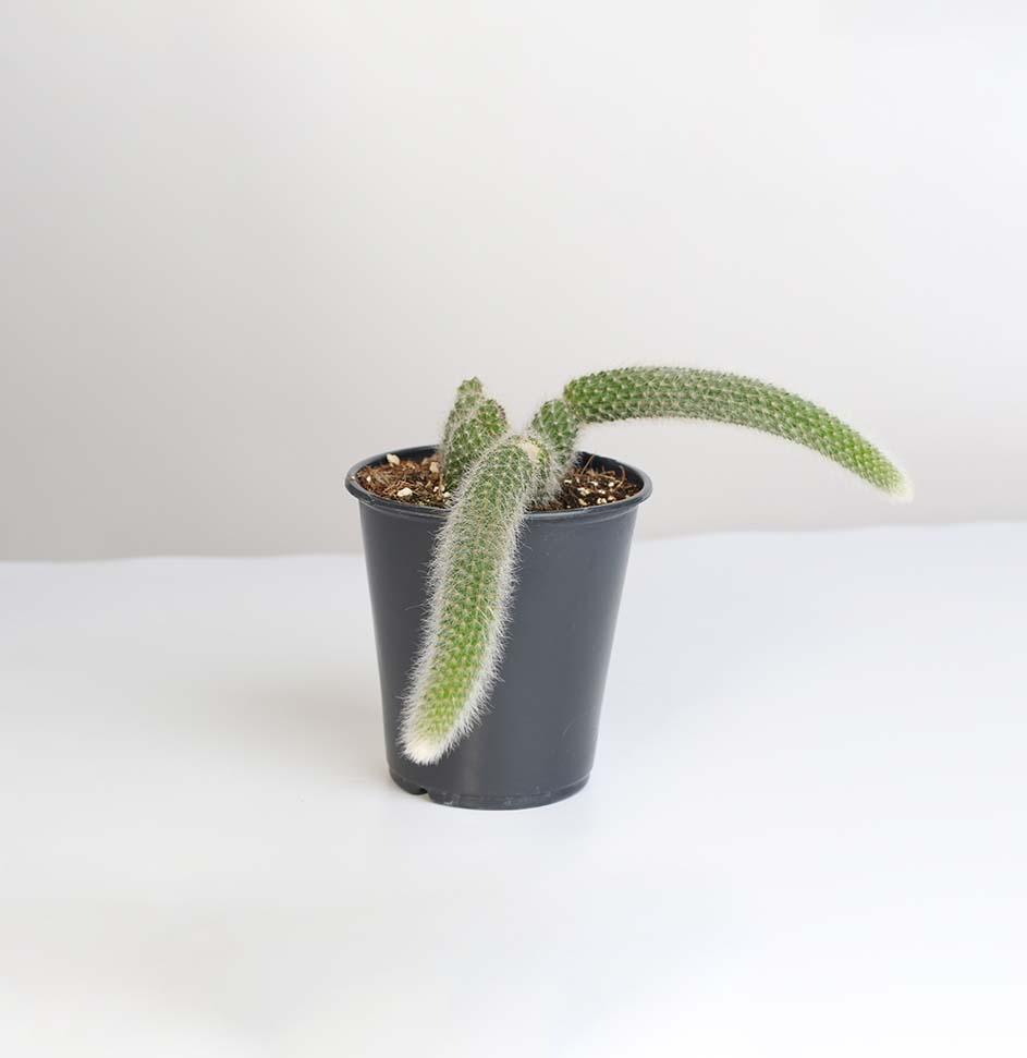 Monkey Tail Cactus