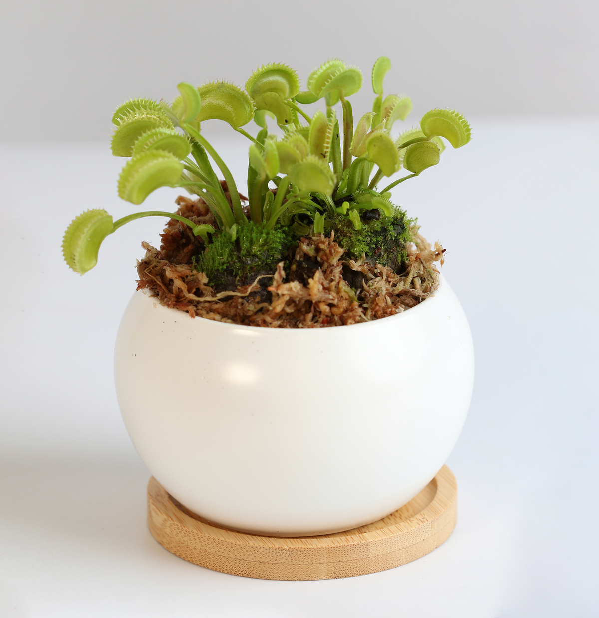 Green Venus Flytrap Carnivorous Plant