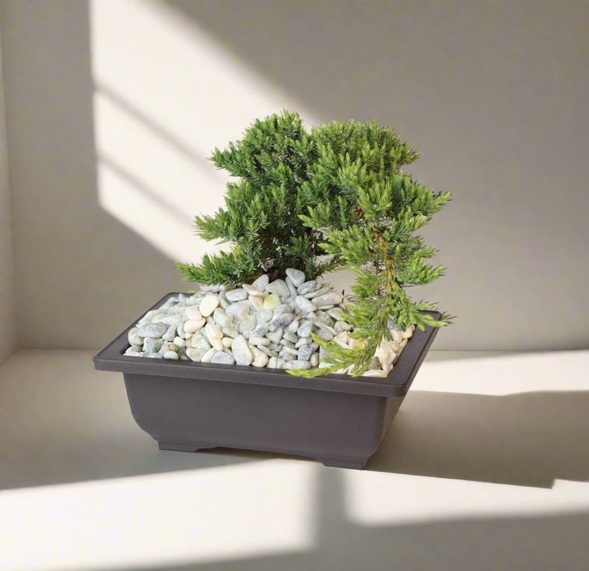 Bonsai Japanese Juniper