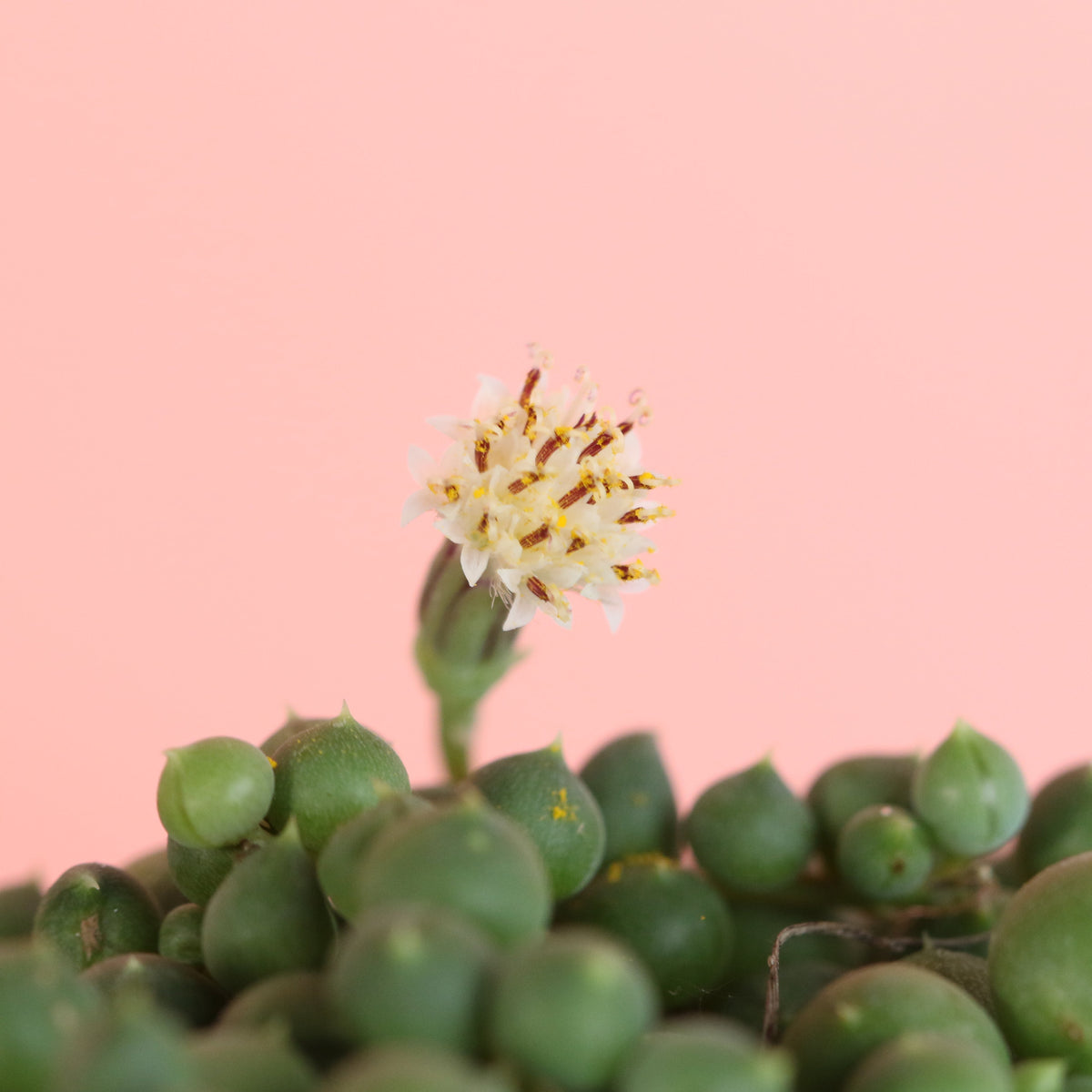 String of Pearls Regular Trailing Plant