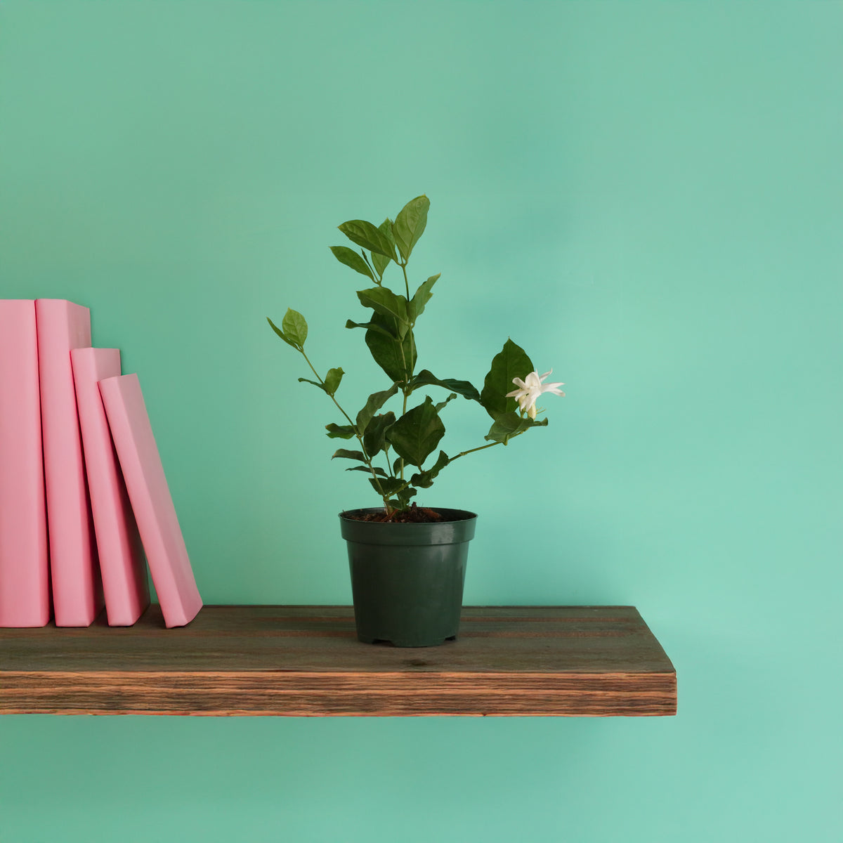 Jasmine 'Belle of India' Jasminum sambac