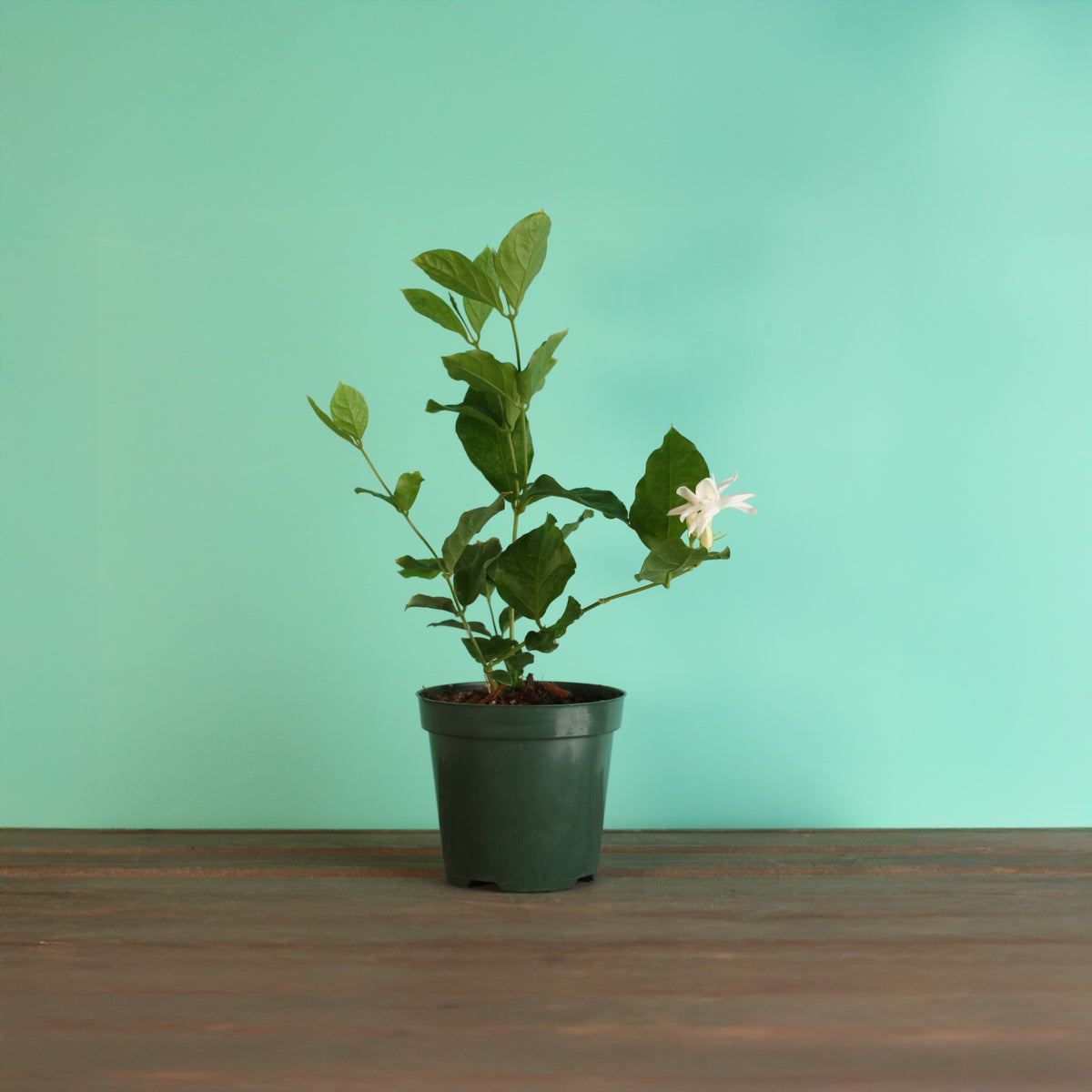 Jasmine 'Belle of India' Jasminum sambac