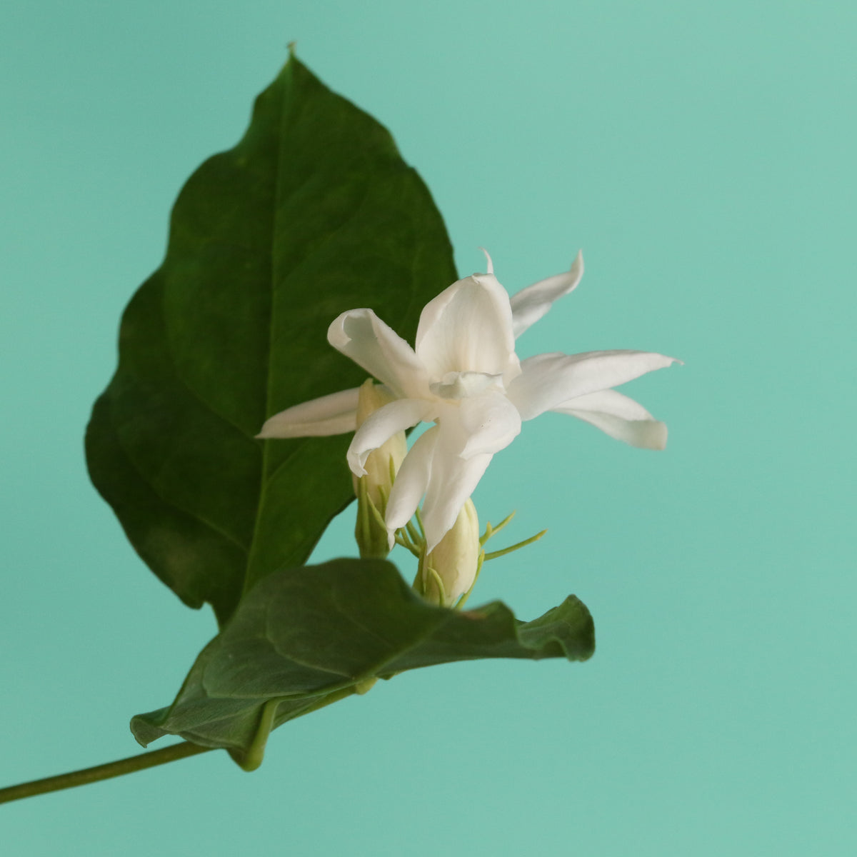 Jasmine 'Belle of India' Jasminum sambac