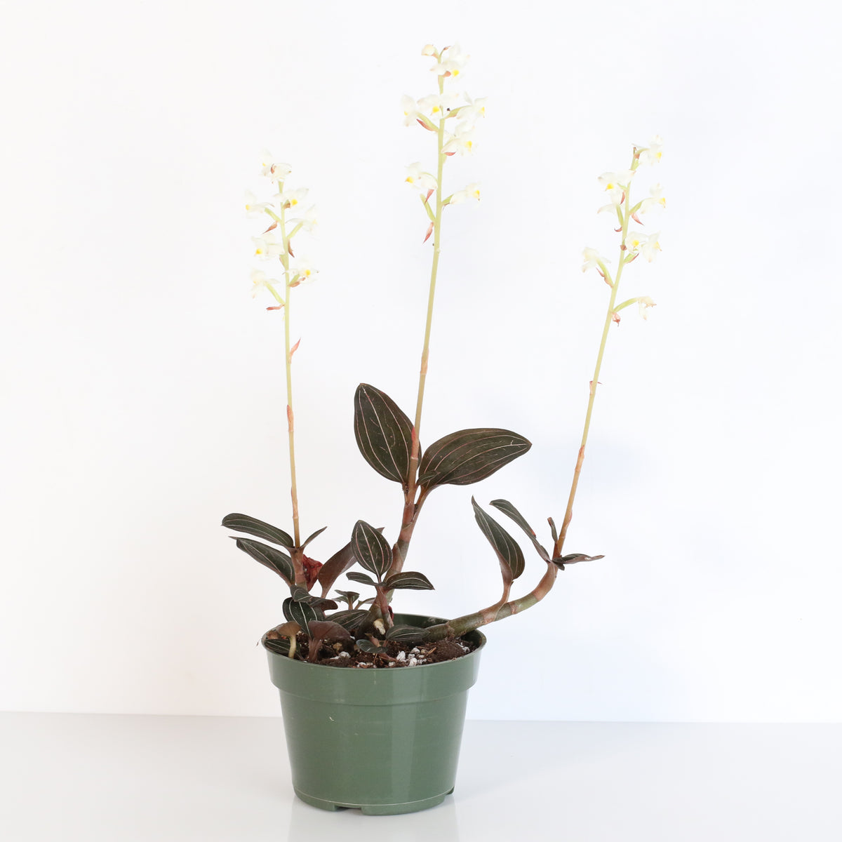 Jewel Orchid Ludisia Discolor