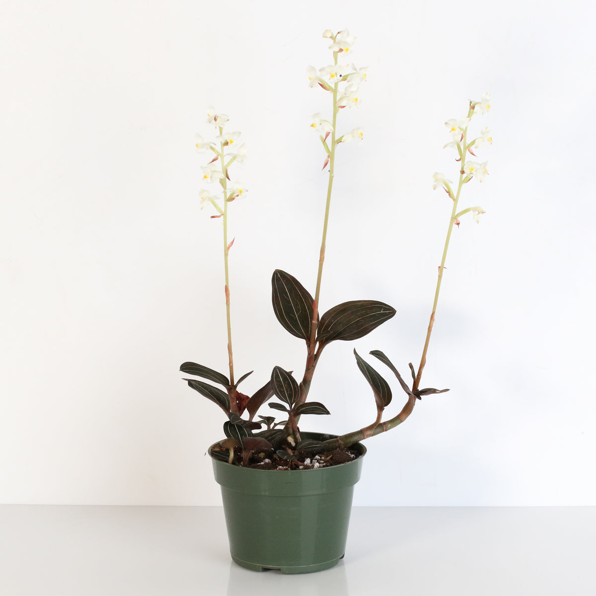 Jewel Orchid Ludisia Discolor