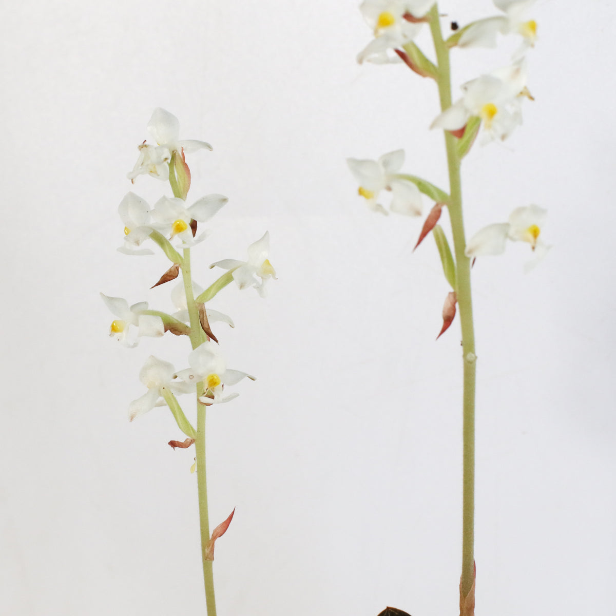 Jewel Orchid Ludisia Discolor