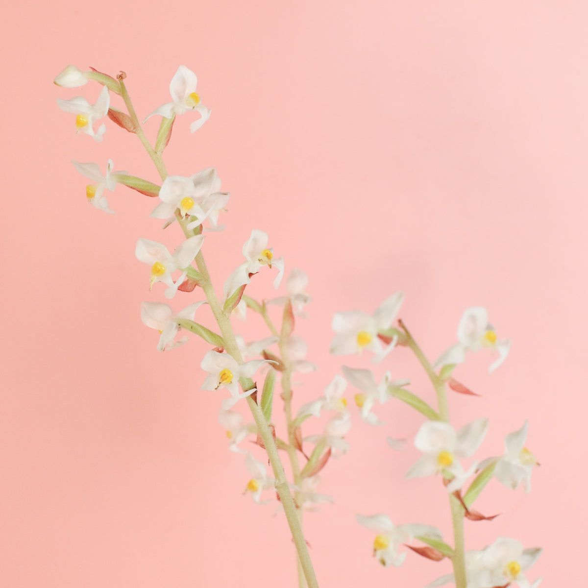 Jewel Orchid Ludisia Discolor