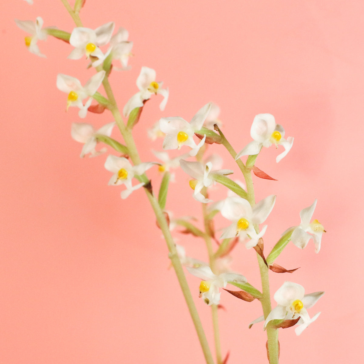 Jewel Orchid Ludisia Discolor