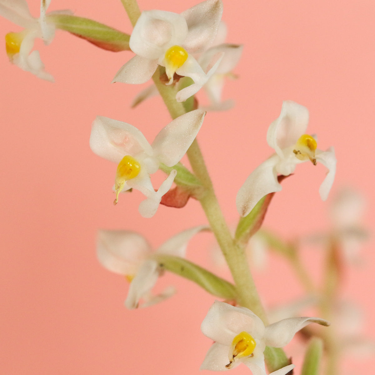 Jewel Orchid Ludisia Discolor