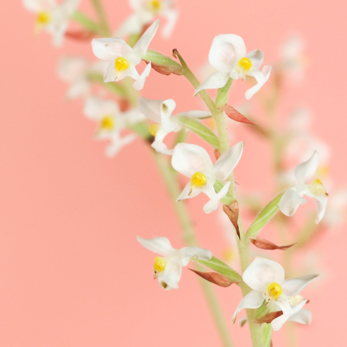 Jewel Orchid Ludisia Discolor
