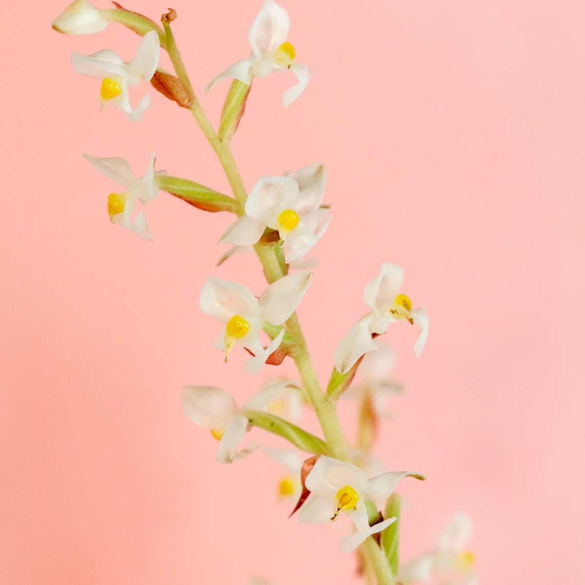 Jewel Orchid Ludisia Discolor