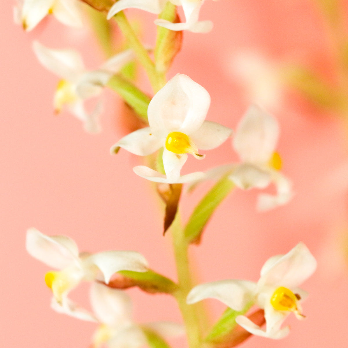 Jewel Orchid Ludisia Discolor