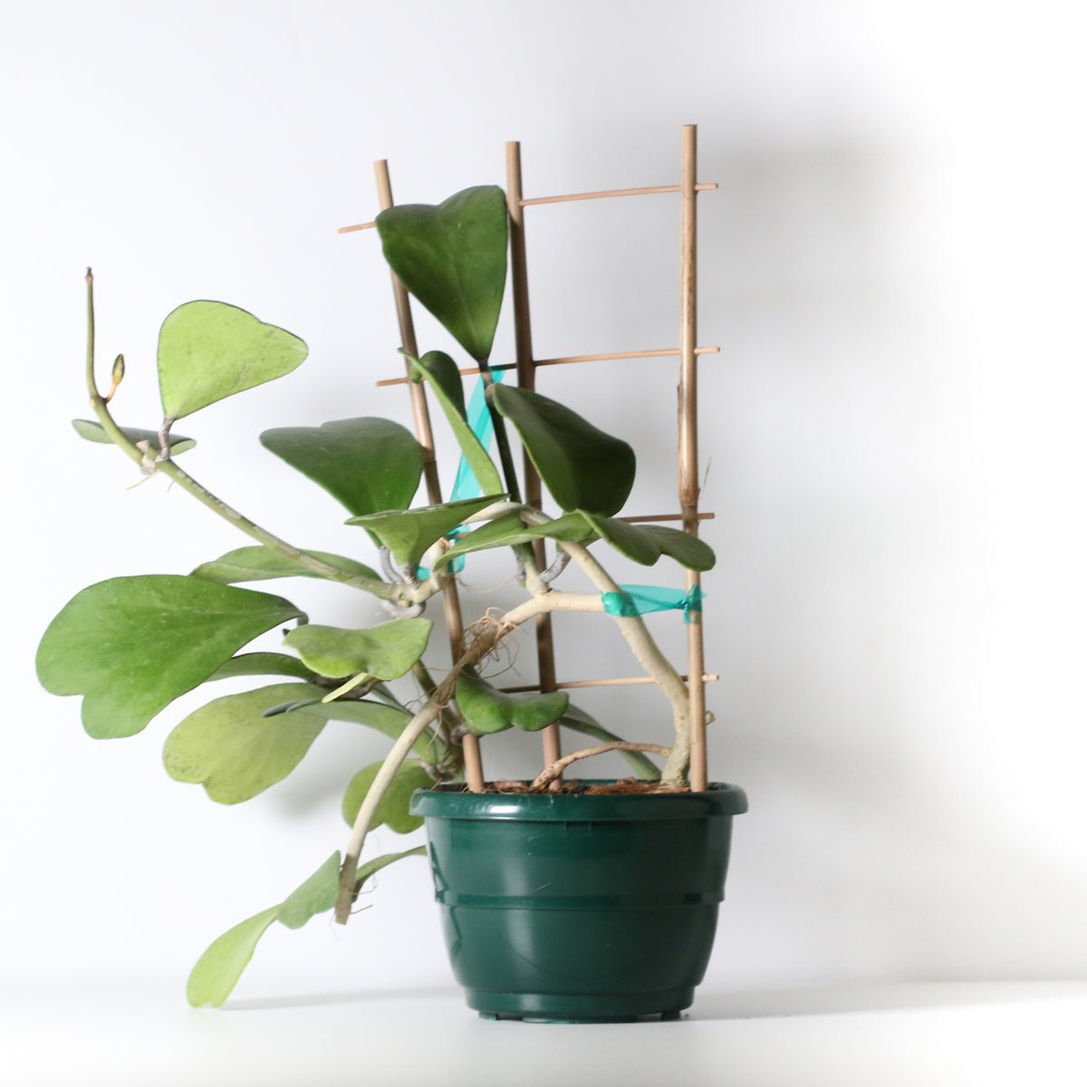 Hoya Kerrii 'Hearts' Sweetheart Valentine Plant