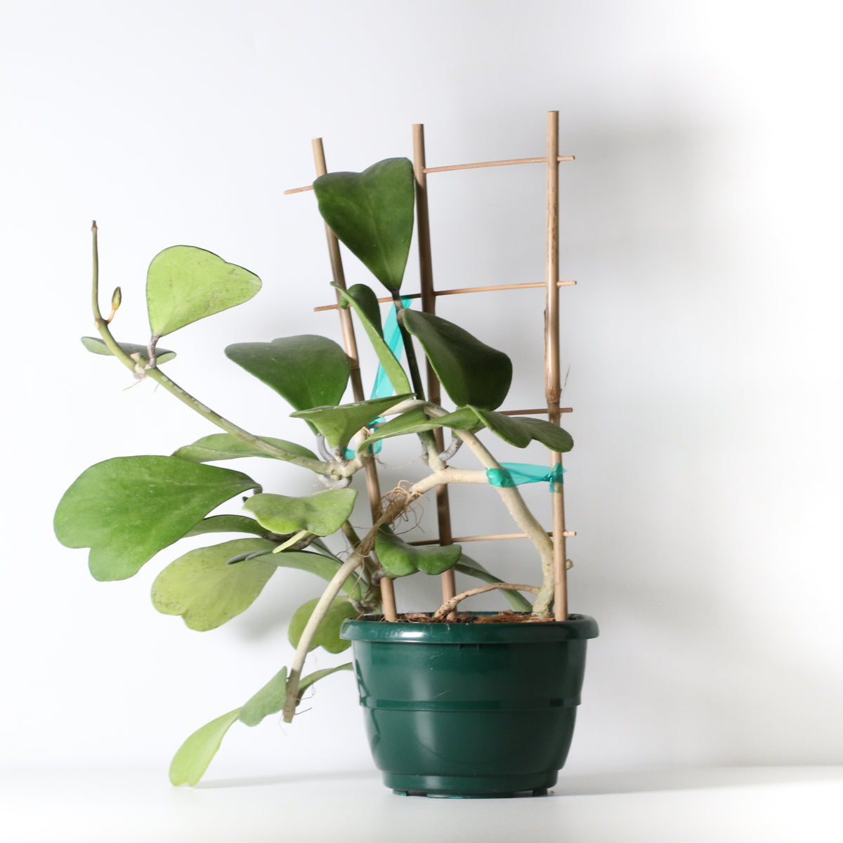 Hoya Kerrii 'Hearts' Sweetheart Valentine Plant