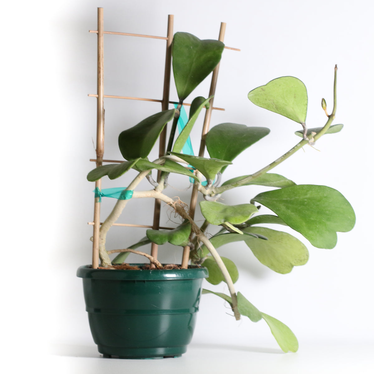 Hoya Kerrii 'Hearts' Sweetheart Valentine Plant