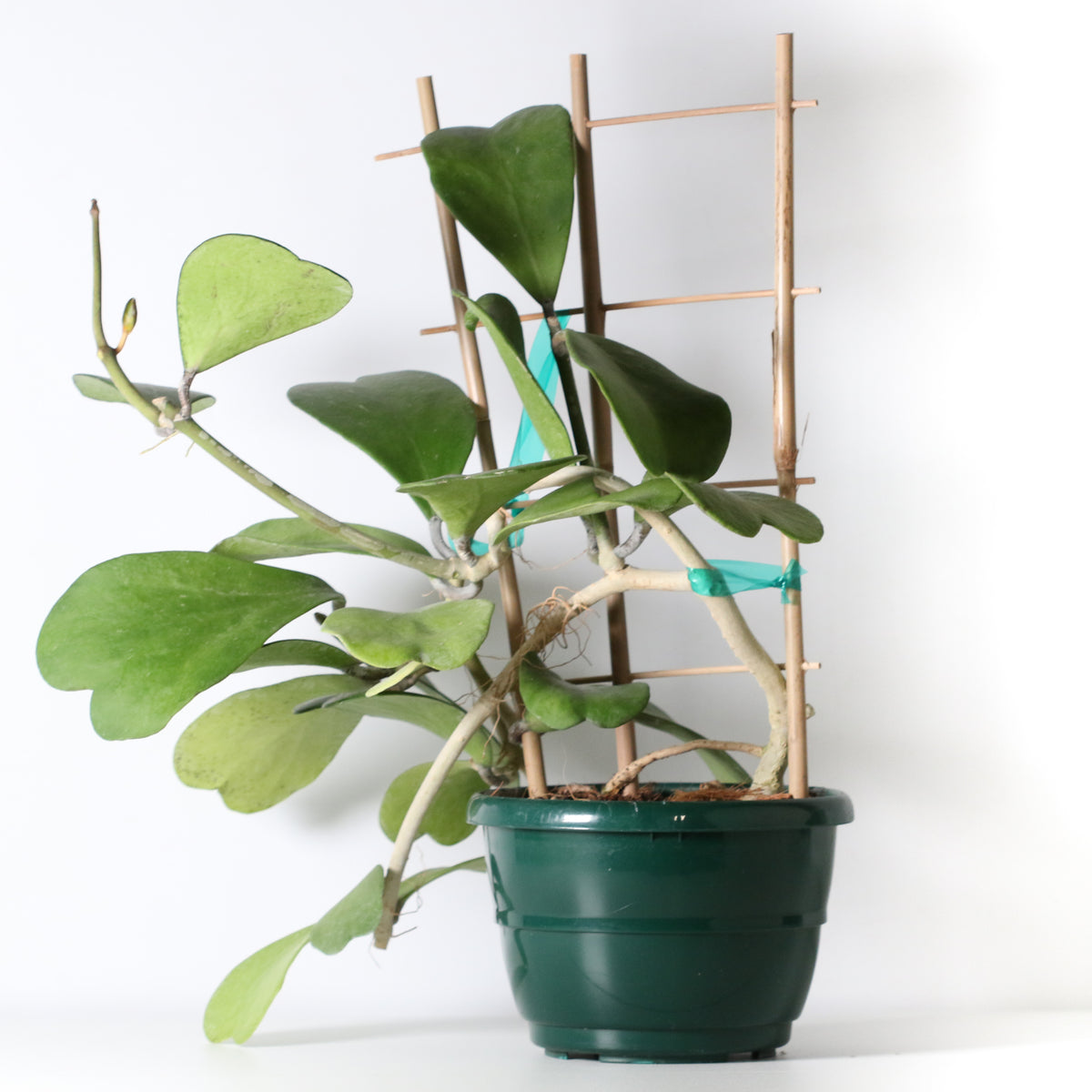 Hoya Kerrii 'Hearts' Sweetheart Valentine Plant