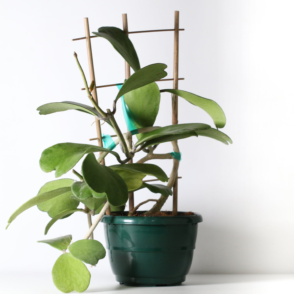 Hoya Kerrii 'Hearts' Sweetheart Valentine Plant