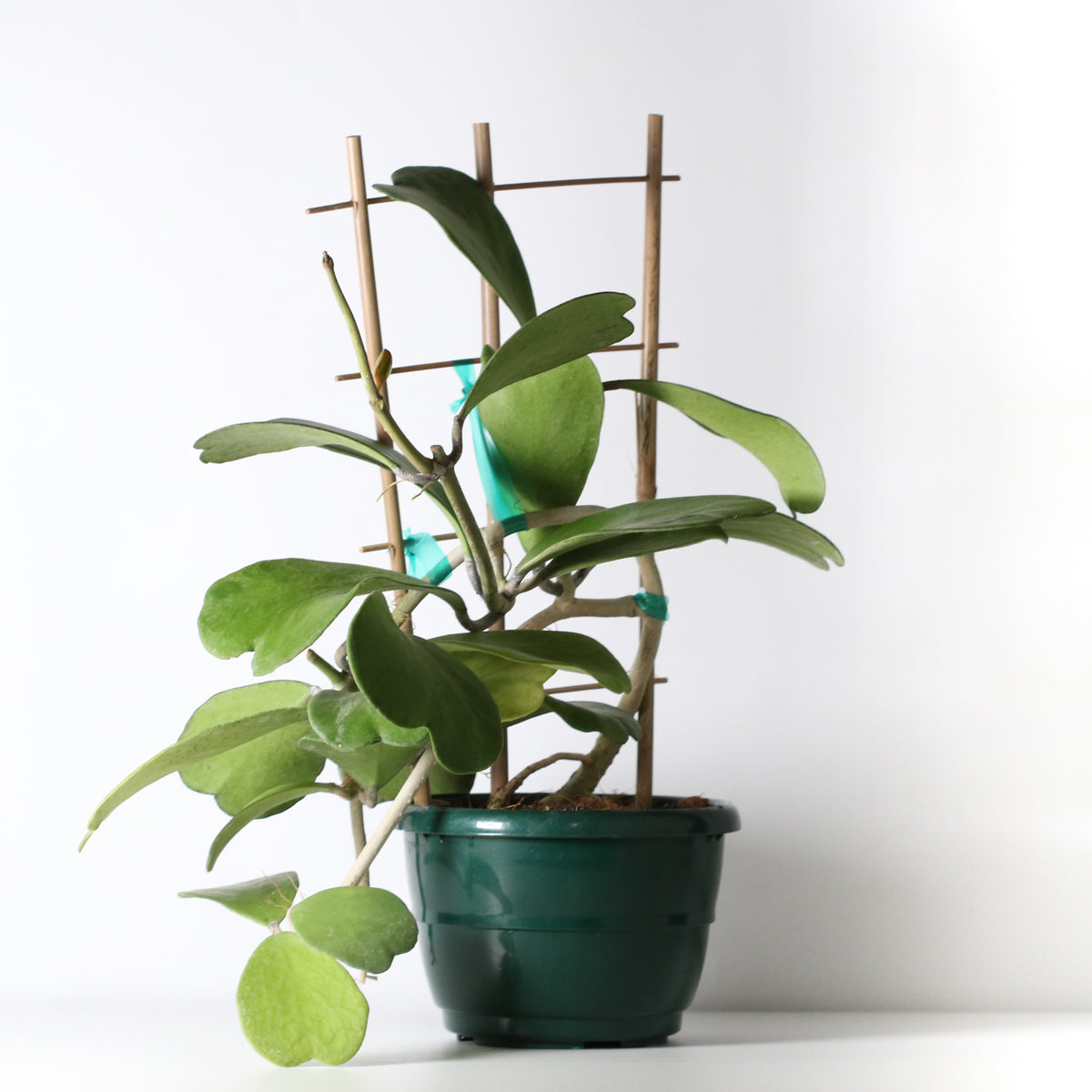 Hoya Kerrii 'Hearts' Sweetheart Valentine Plant