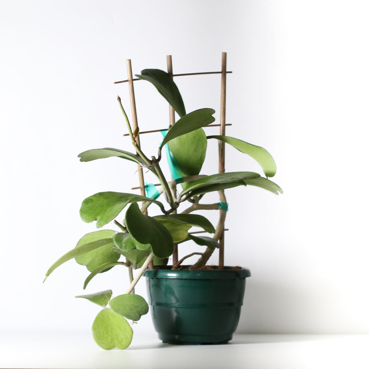 Hoya Kerrii 'Hearts' Sweetheart Valentine Plant