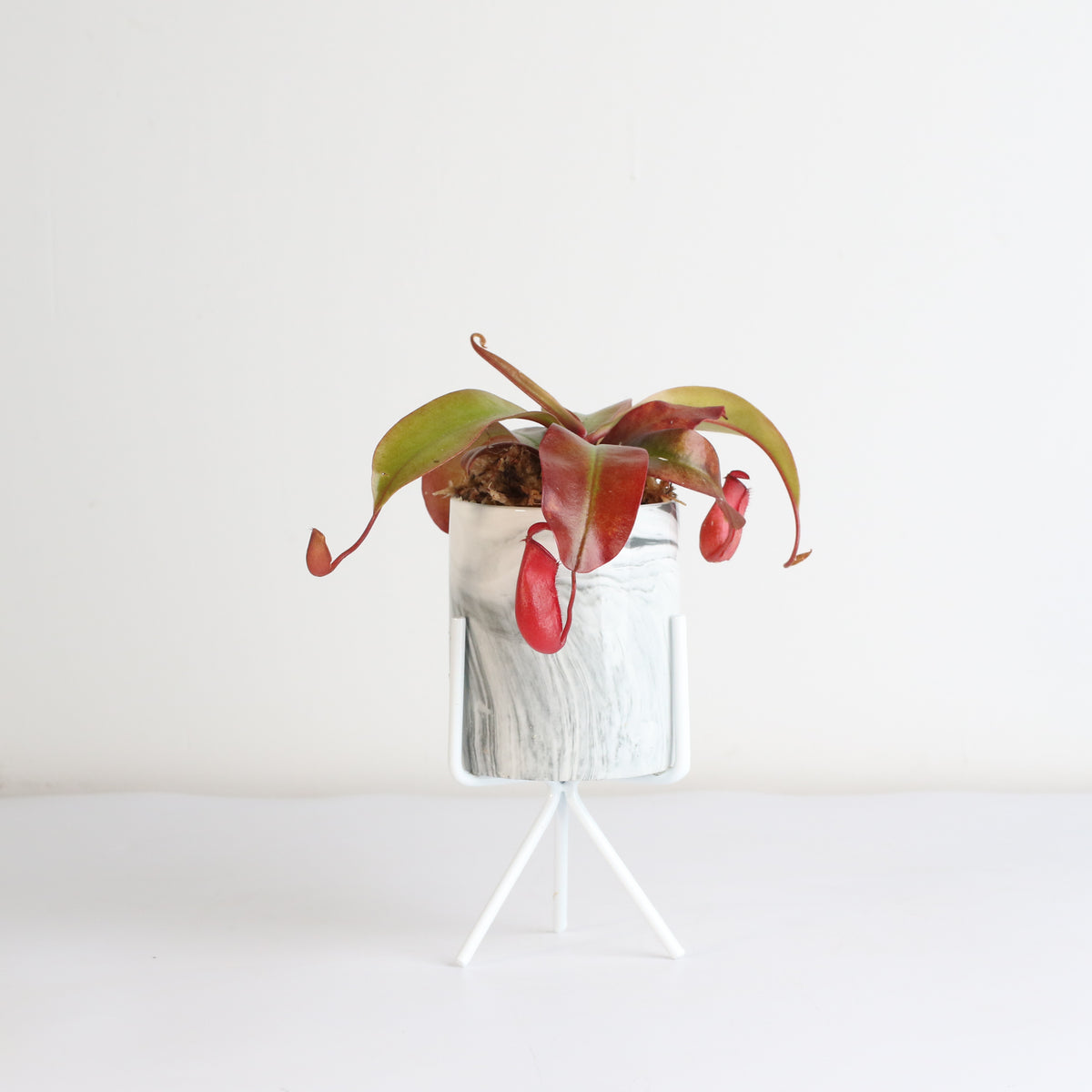 Nepenthes Lady Luck Carnivorous Pitcher Plant