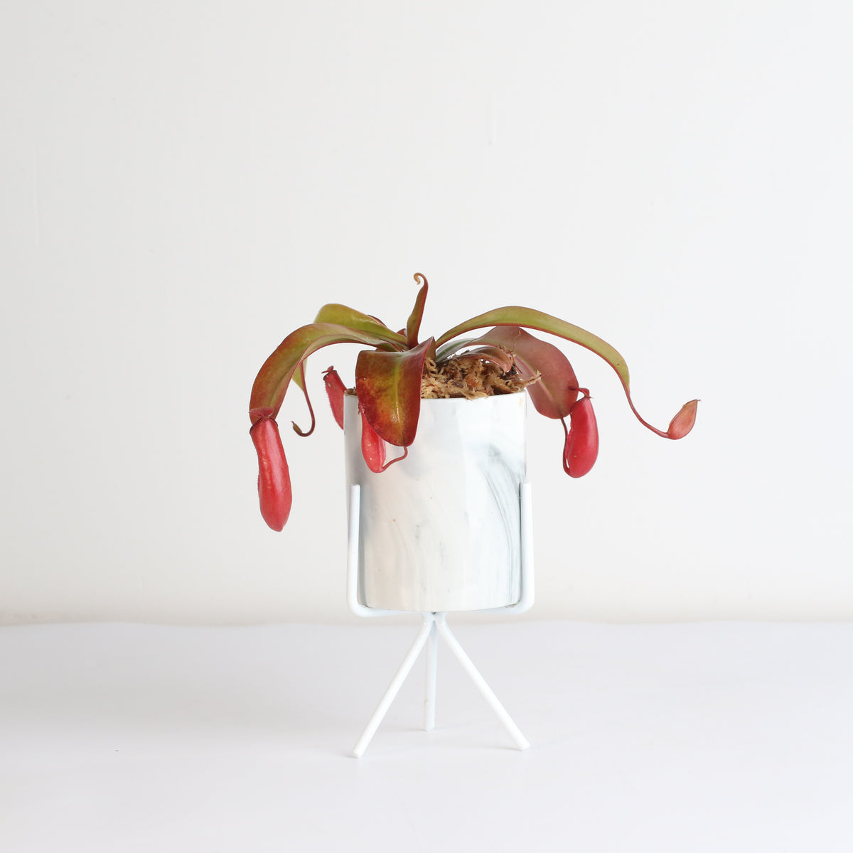Nepenthes Lady Luck Pitcher Plant in Olympia Planter