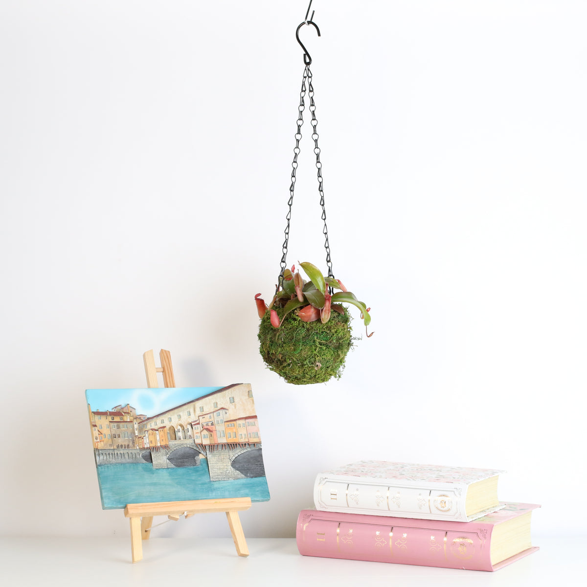 Nepenthes 'Lady Luck' Carnivorous Tropical Pitcher Plant