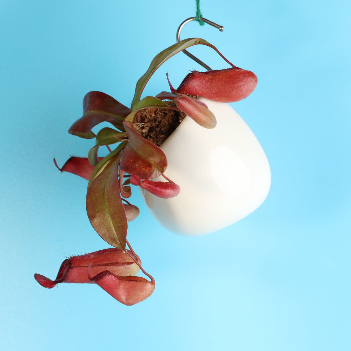 Nepenthes Lady Luck Carnivorous Pitcher Plant