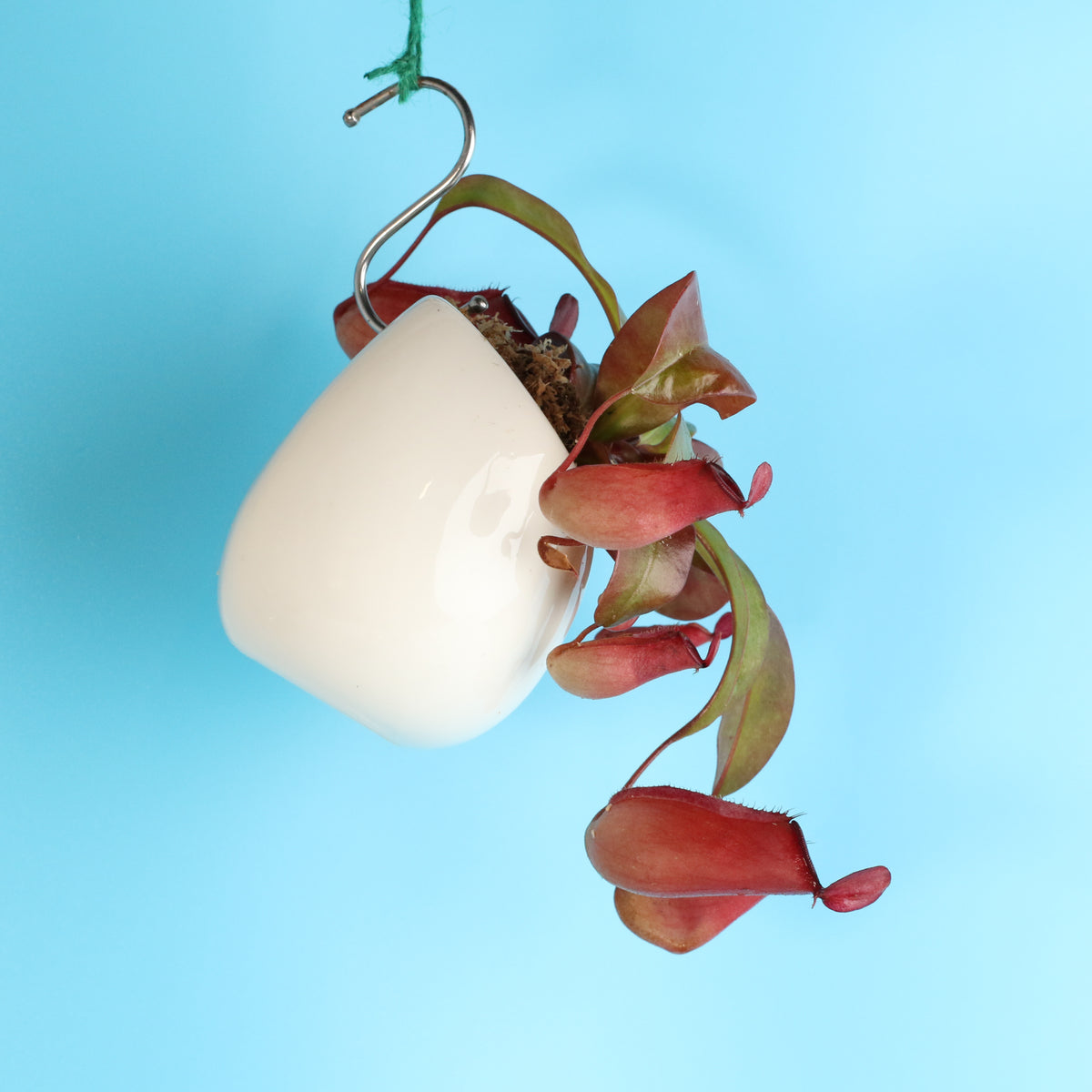 Nepenthes Lady Luck Carnivorous Pitcher Plant