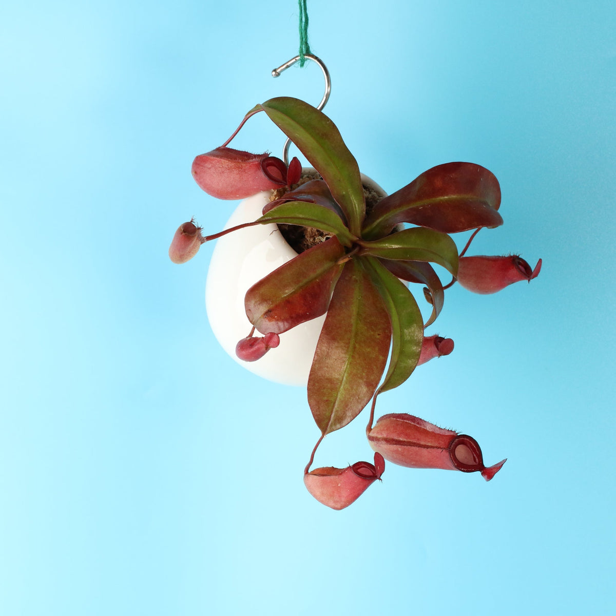 Nepenthes Lady Luck Carnivorous Pitcher Plant