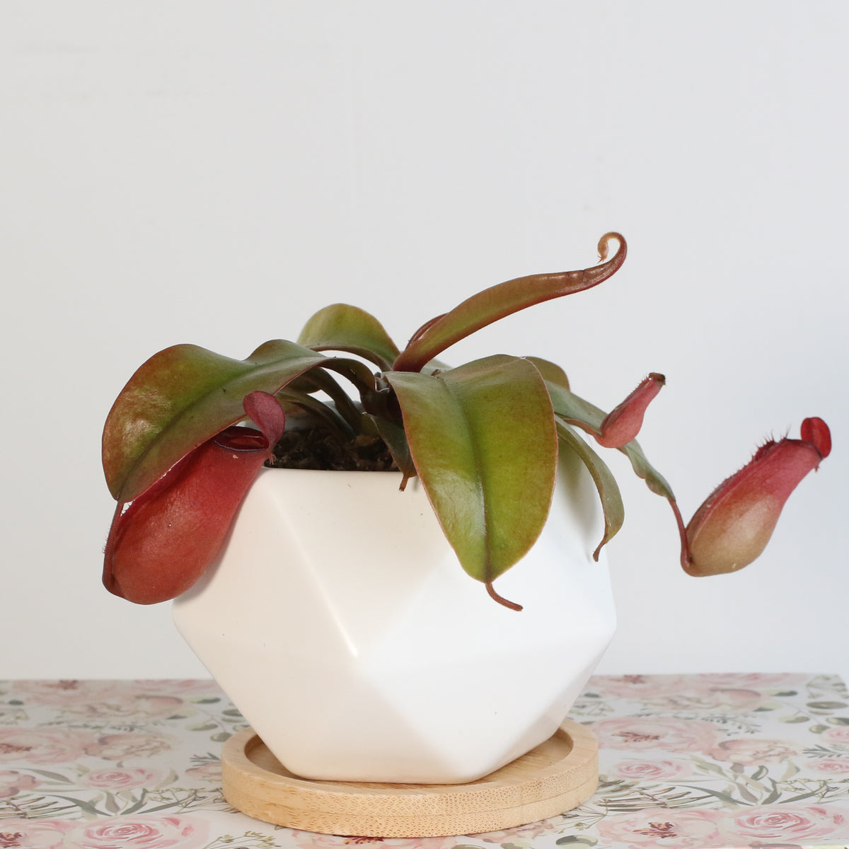 Nepenthes Lady Luck Carnivorous Pitcher Plant