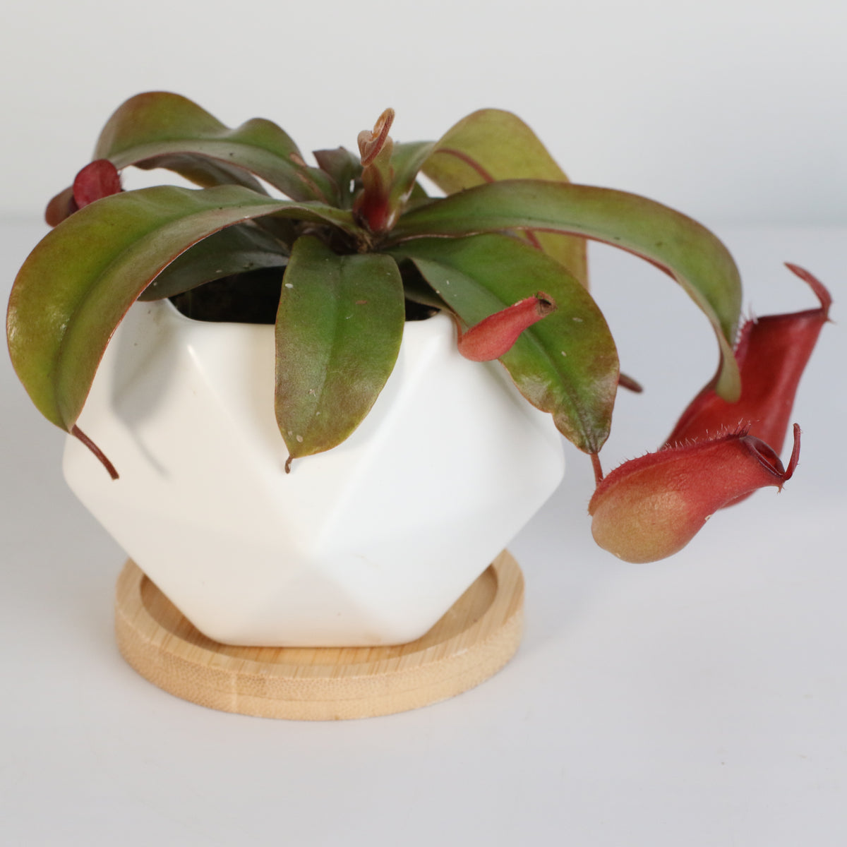 Nepenthes Lady Luck Carnivorous Pitcher Plant