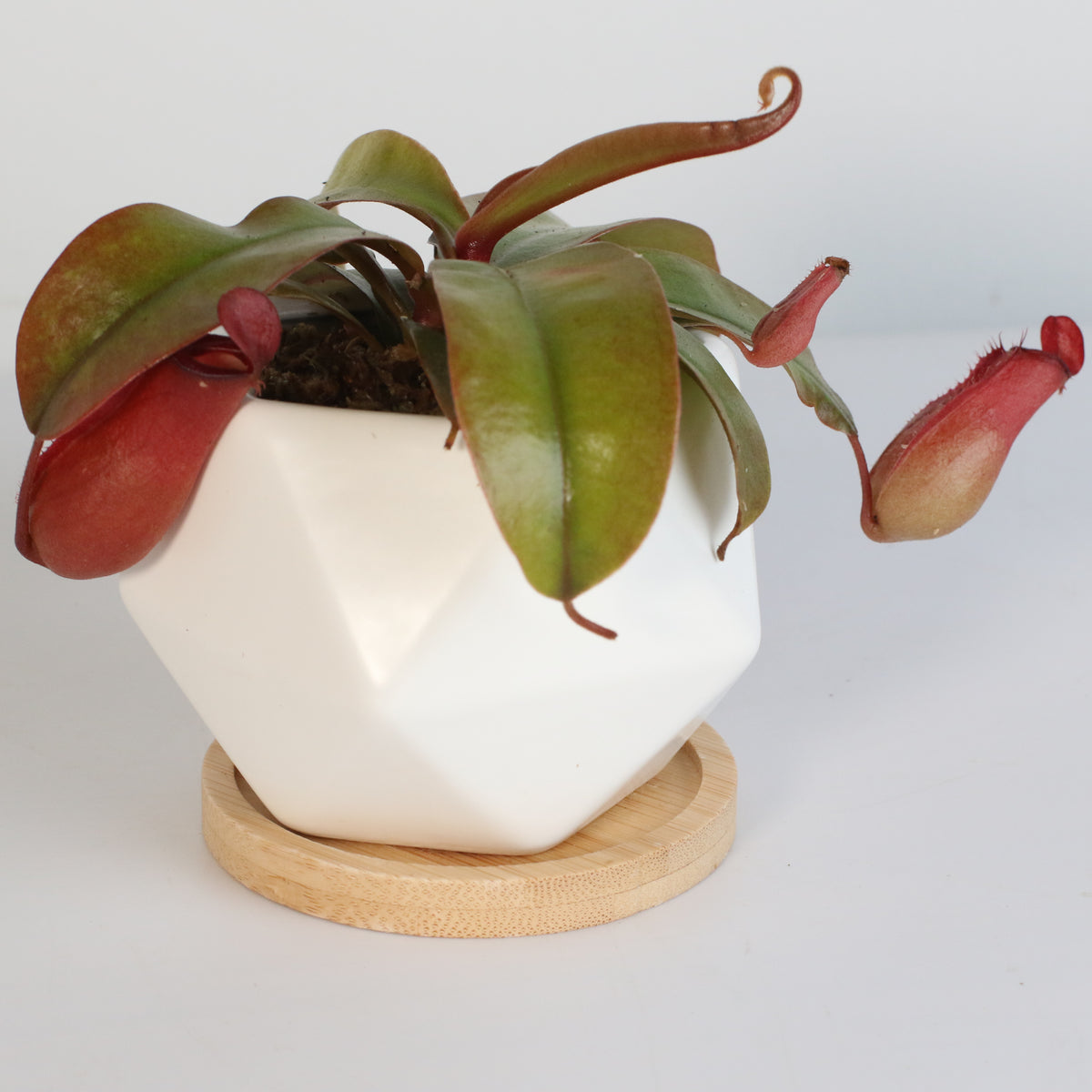 Nepenthes Lady Luck Pitcher Plant