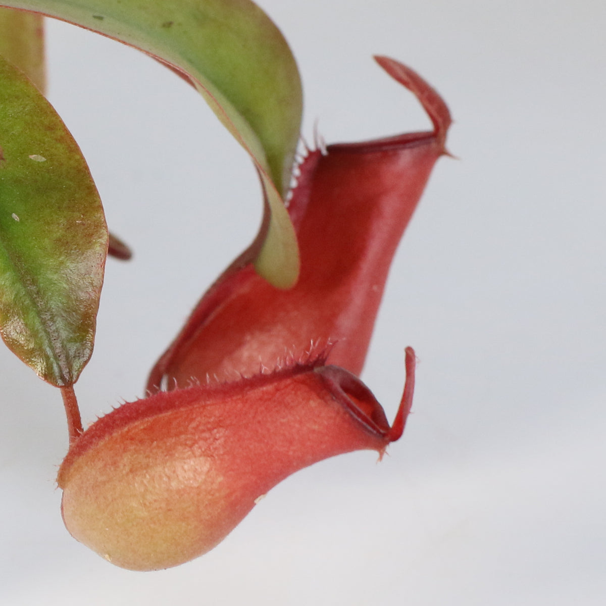 Close Up of Nepenthes Lady Luck Pitcher Plant
