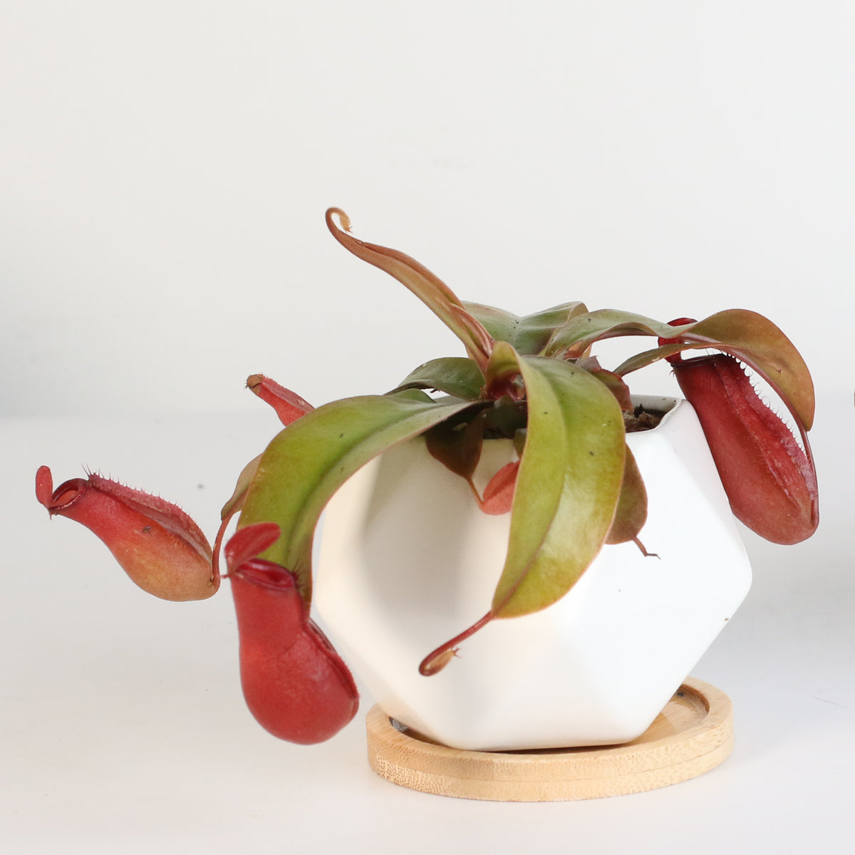 Nepenthes Lady Luck Pitcher Plant in Wanda Planter 3"