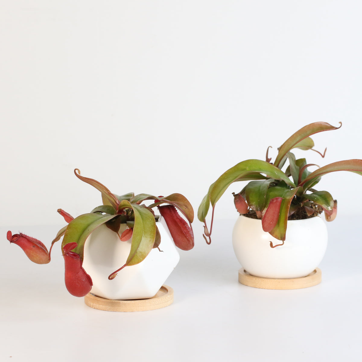 Nepenthes Lady Luck Pitcher Plant